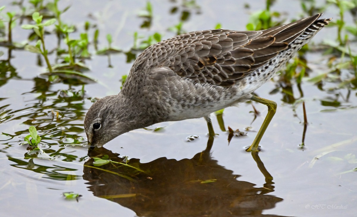 Long-billed Dowitcher - ML497416051