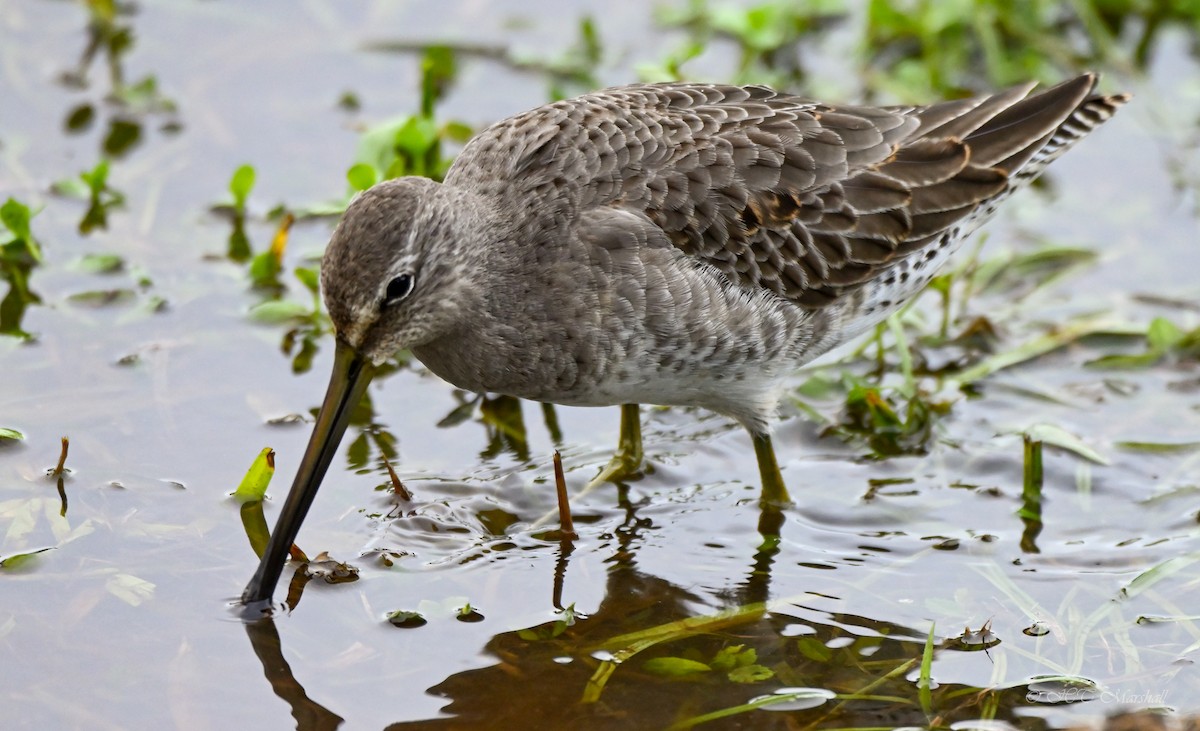 Long-billed Dowitcher - ML497416061