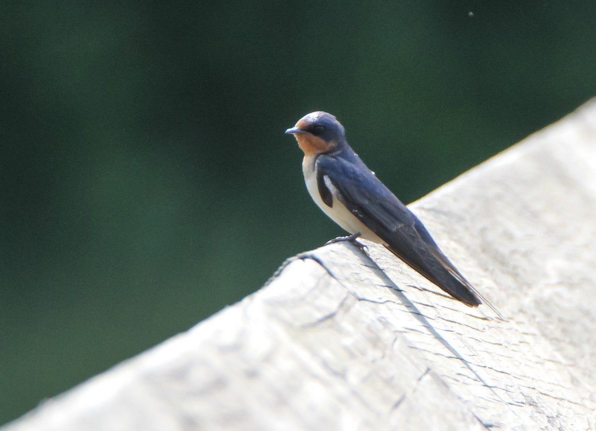 Barn Swallow - ML497416171