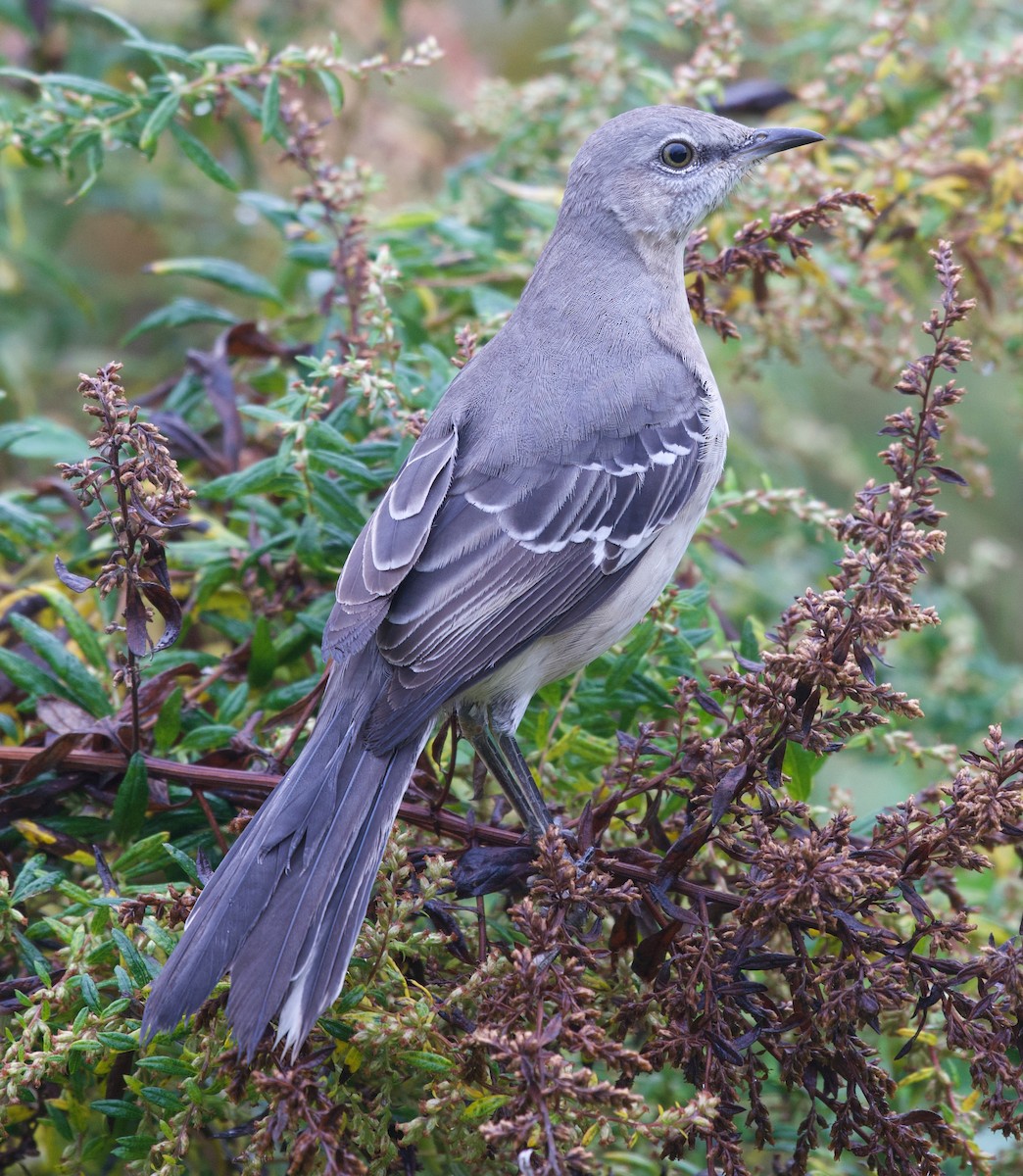 Northern Mockingbird - ML497416821