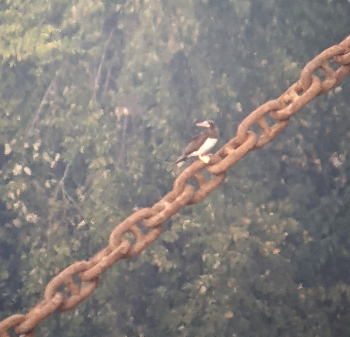 Brown Booby - ML497420041