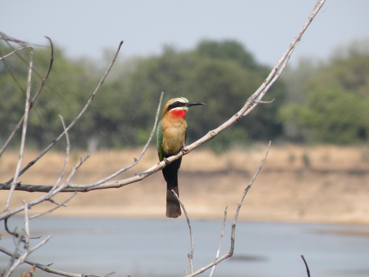 White-fronted Bee-eater - ML497420951