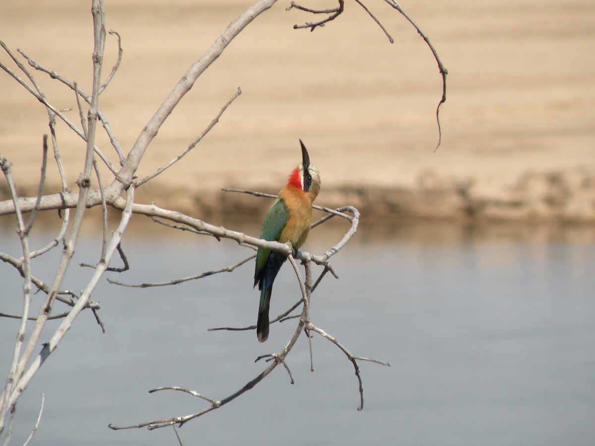White-fronted Bee-eater - ML497421101