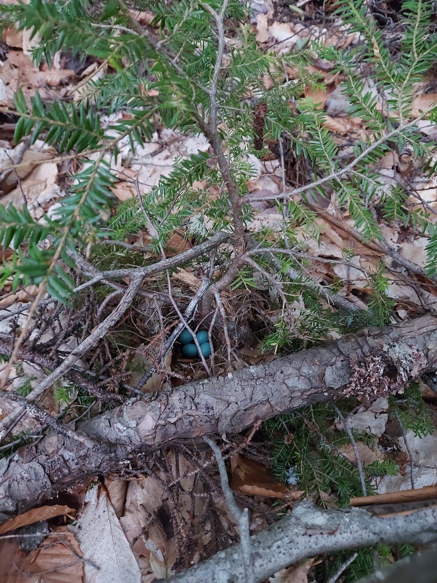 Hermit Thrush - ML497421881