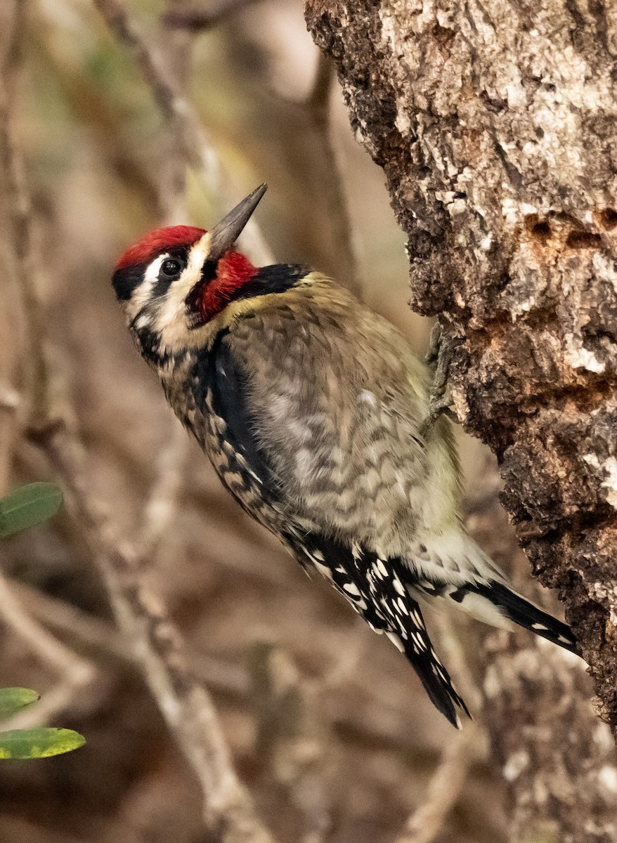 Yellow-bellied Sapsucker - ML497422491