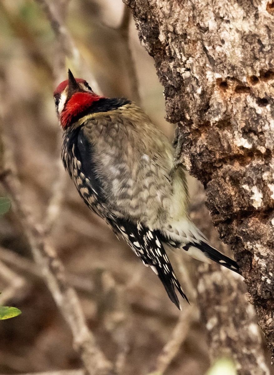 Yellow-bellied Sapsucker - ML497422501