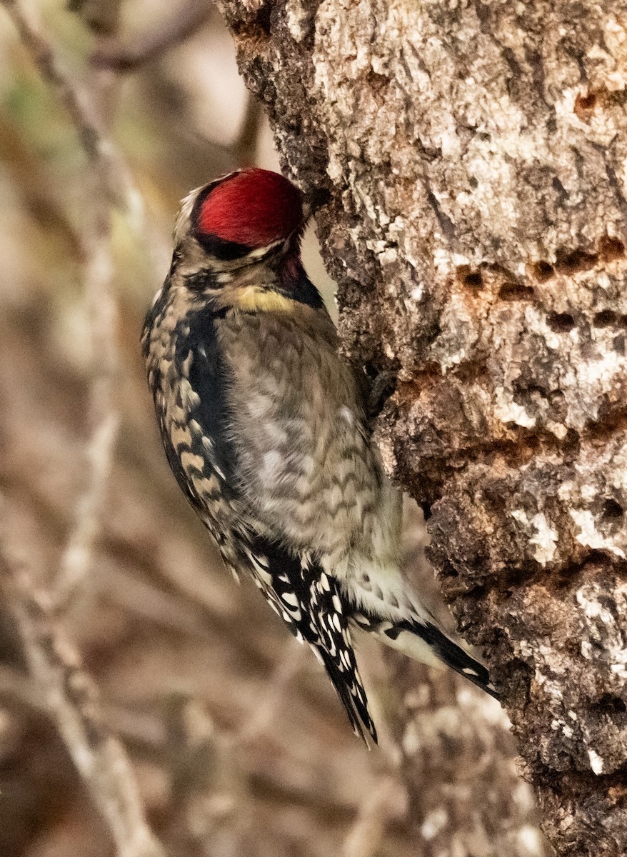 Yellow-bellied Sapsucker - ML497422511