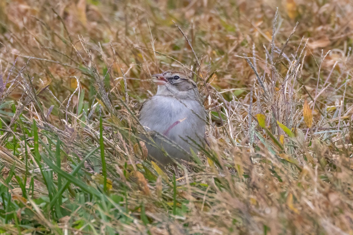 Chipping Sparrow - ML497423511