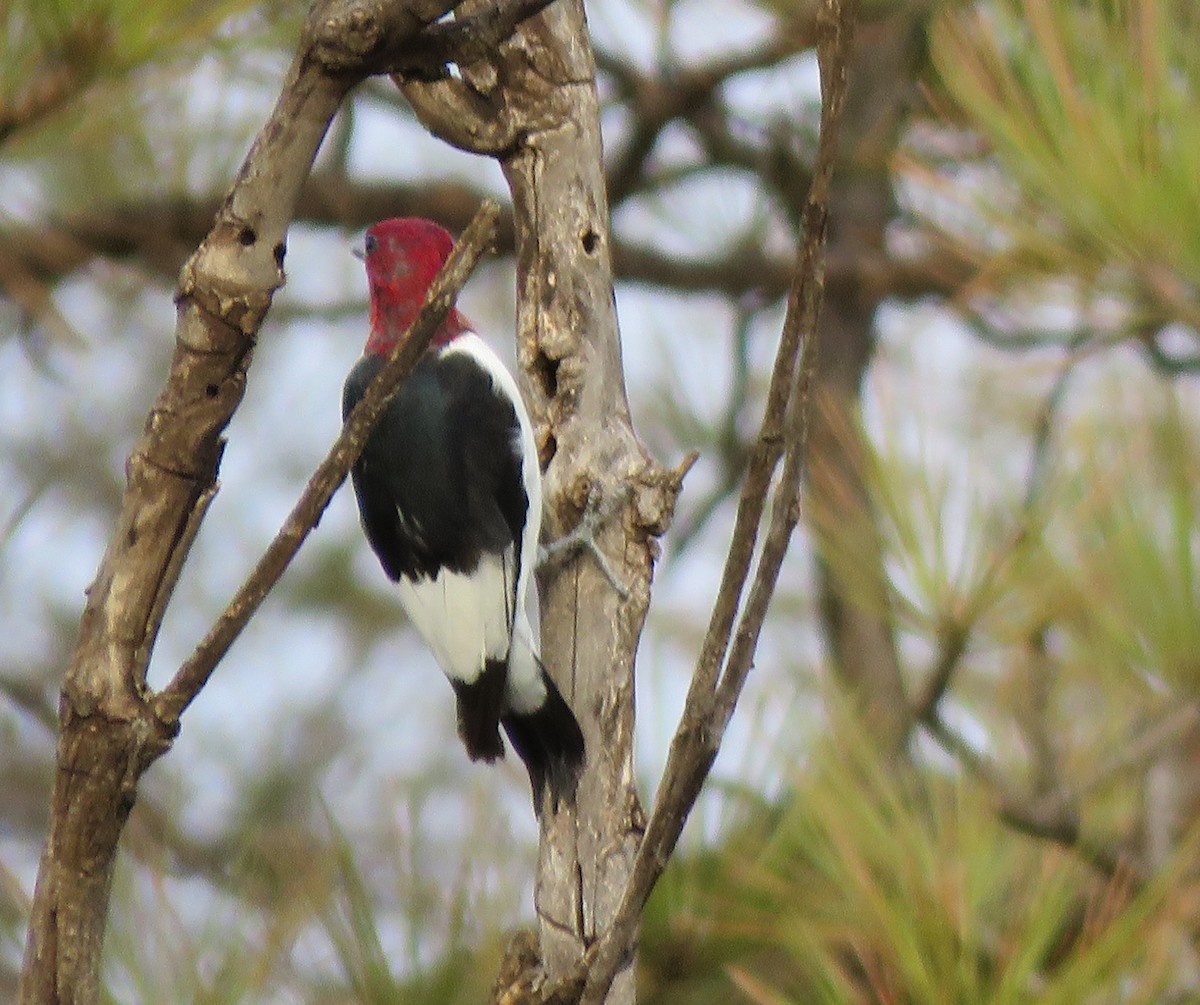 Red-headed Woodpecker - ML497424951