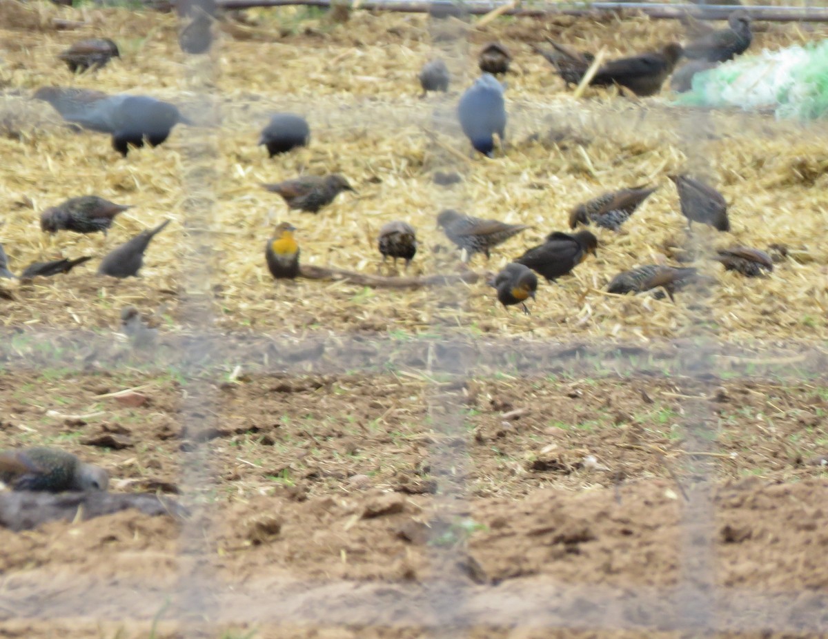 Yellow-headed Blackbird - ML497429721