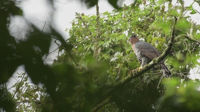 Ornate Hawk-Eagle - ML497429911