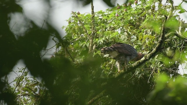 Águila Galana - ML497433431