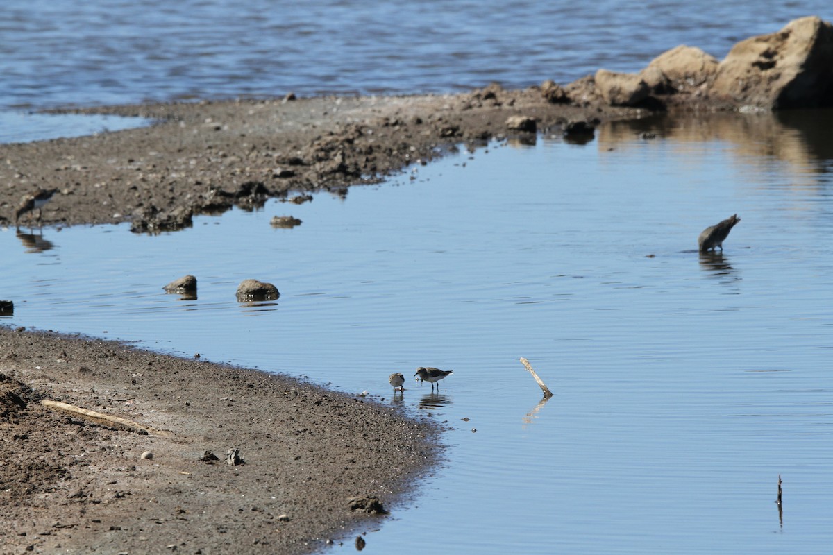 Least Sandpiper - Chris Forster