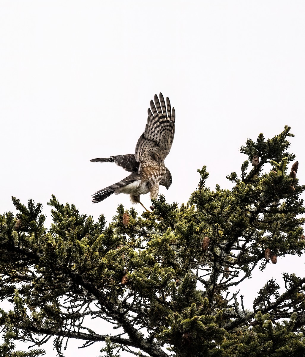 Sharp-shinned Hawk - ML497438051