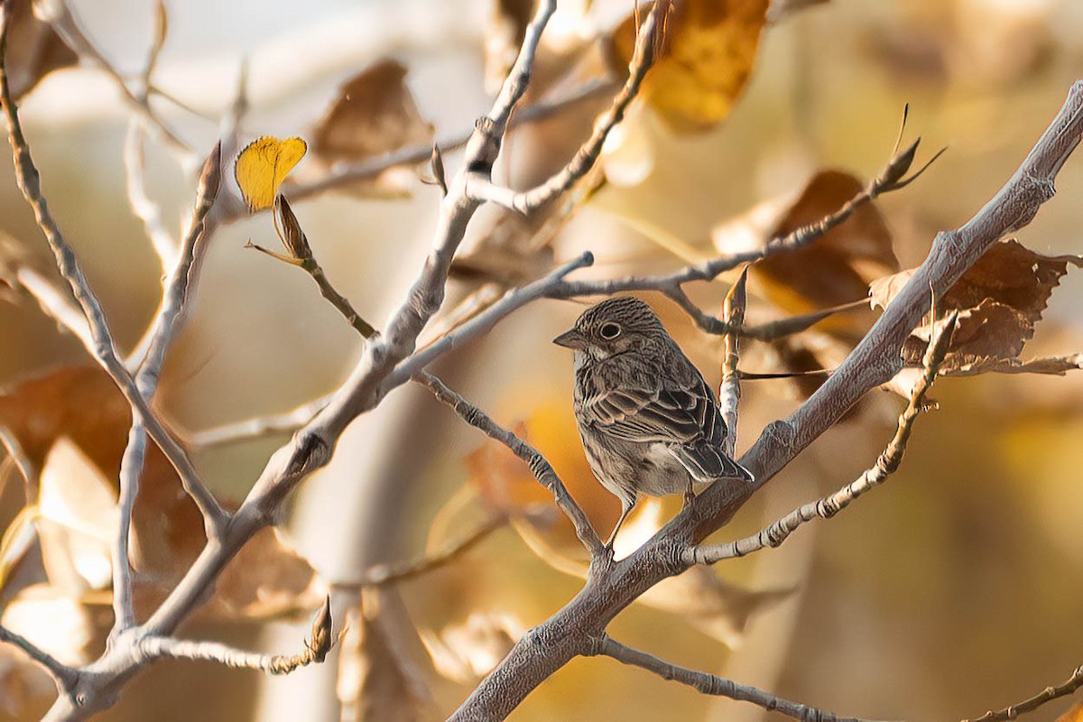 Vesper Sparrow - ML497438331