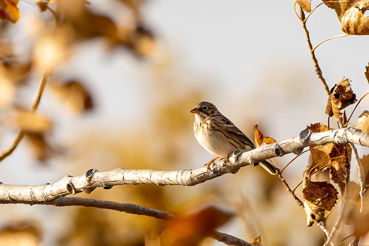 Vesper Sparrow - ML497438341