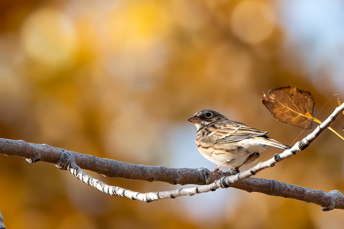Vesper Sparrow - ML497438351