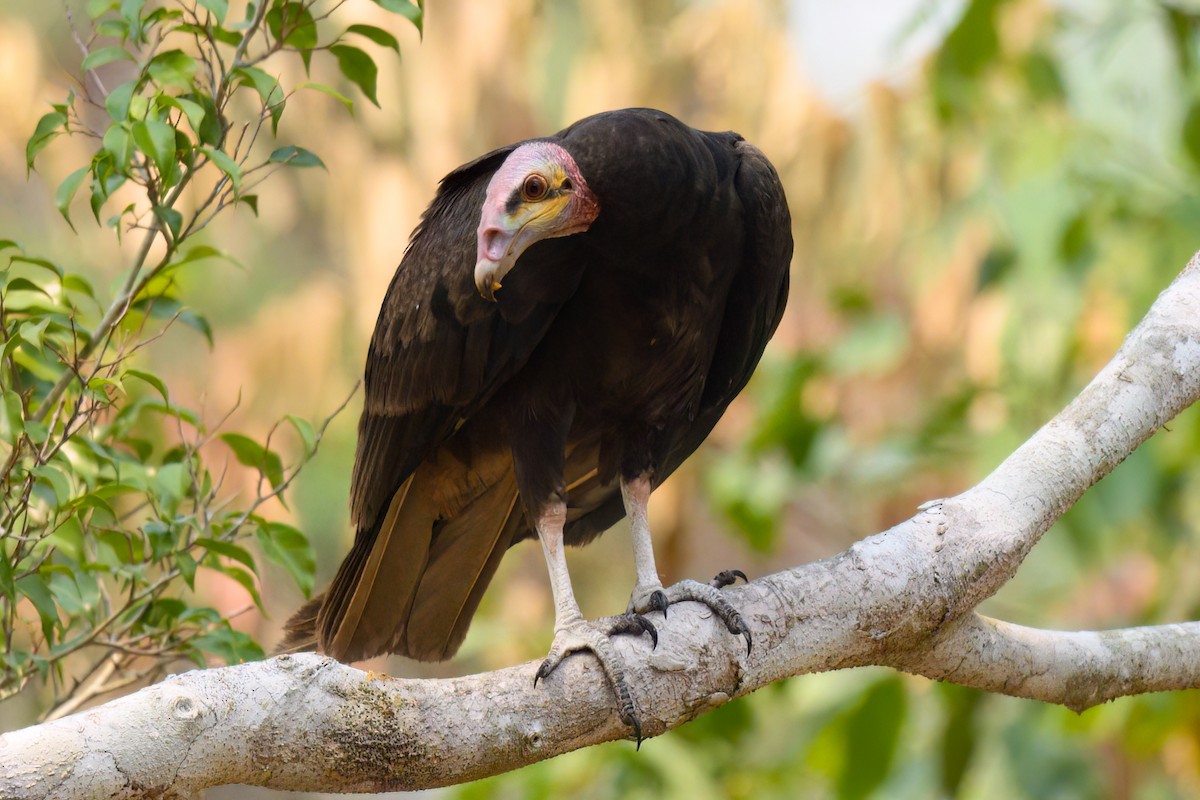 Greater Yellow-headed Vulture - ML497440391