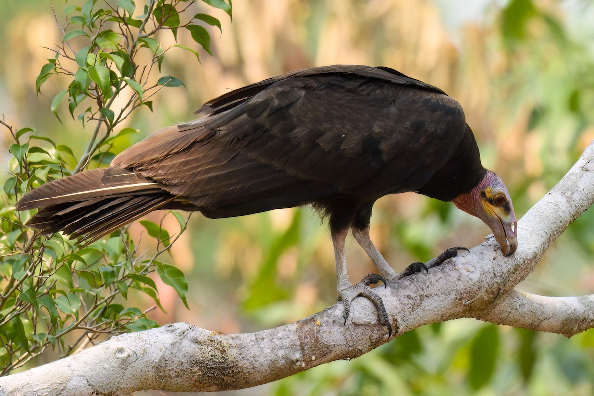 Greater Yellow-headed Vulture - ML497440431