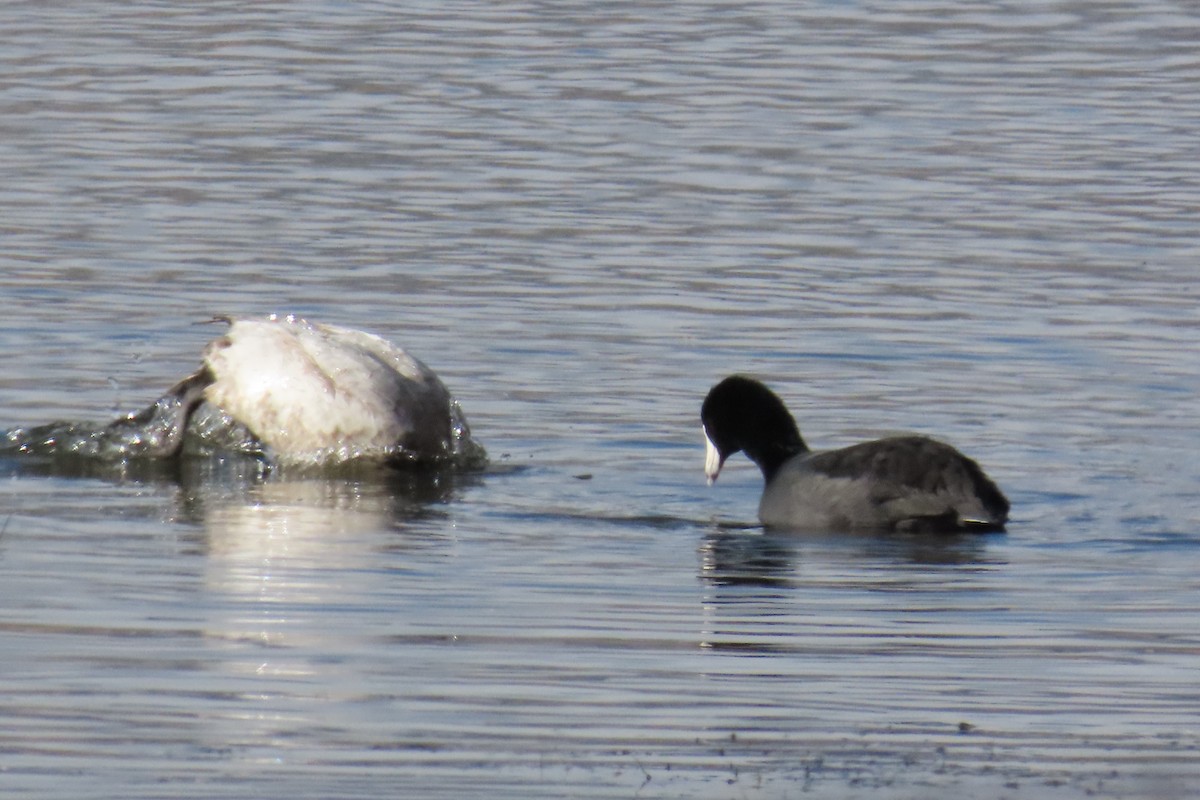 American Coot (Red-shielded) - ML497442961