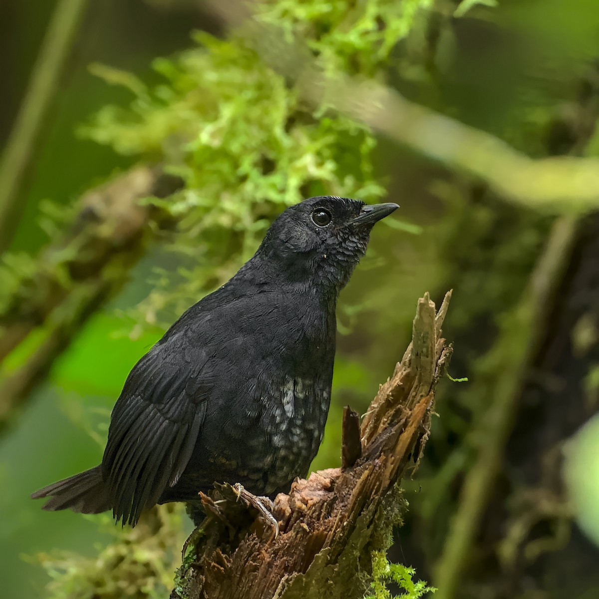 White-crowned Tapaculo - ML497443701