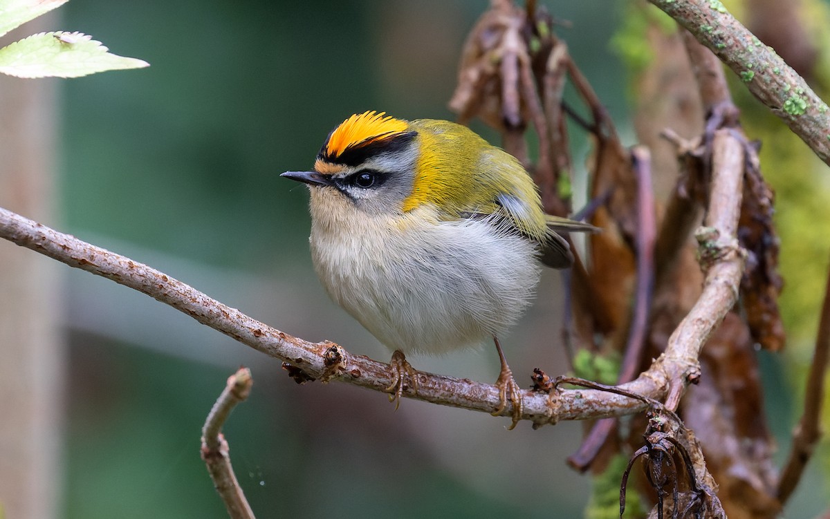 Common Firecrest - ML497444961