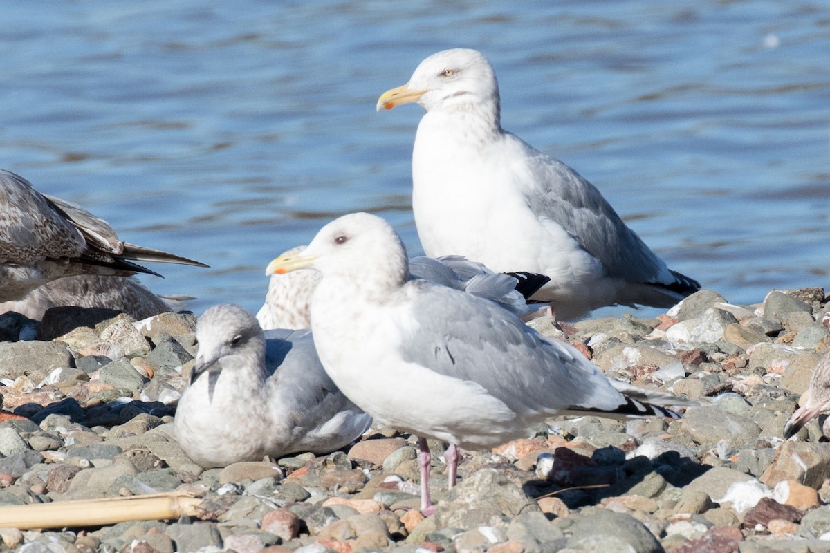 racek polární (ssp. thayeri) - ML49744681