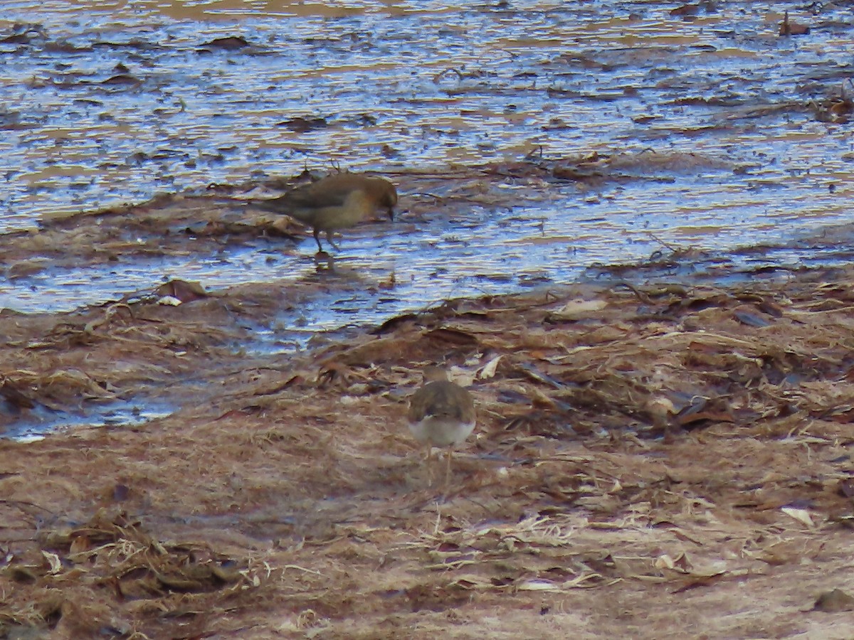 Rusty Blackbird - ML497449041