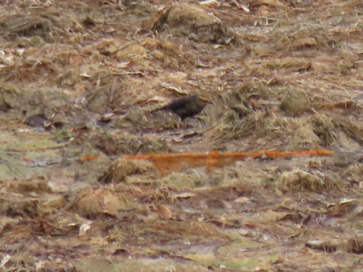 Rusty Blackbird - ML497449231