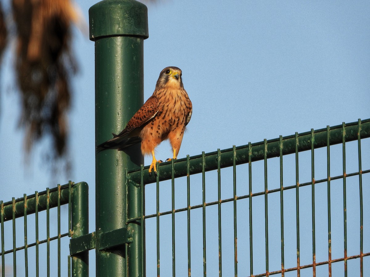 Eurasian Kestrel (Canary Is.) - ML497451071