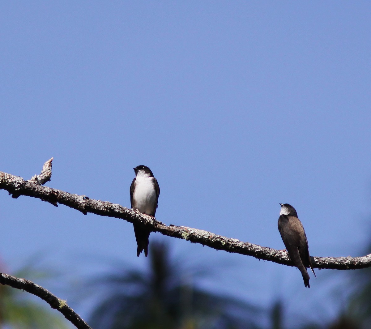 Black-capped Swallow - Jorge Montejo