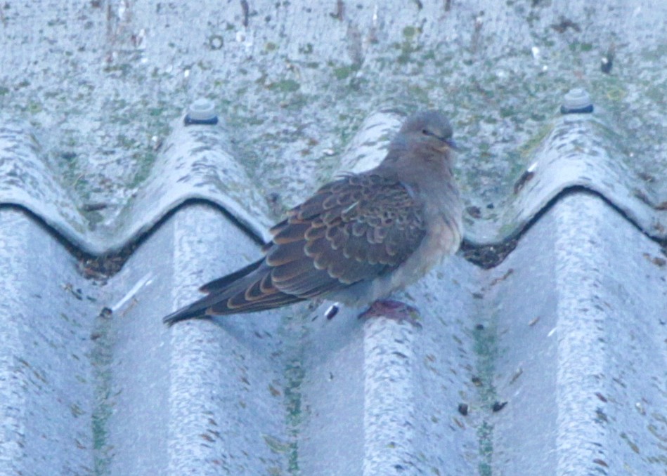 Oriental Turtle-Dove - Brame Thrandon