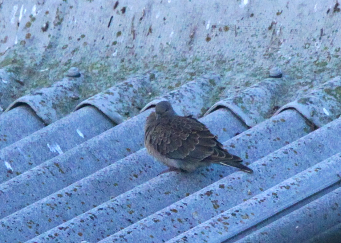 Oriental Turtle-Dove - Brame Thrandon