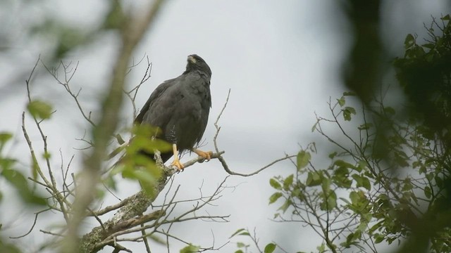 Канюк-крабоїд великий - ML497453281