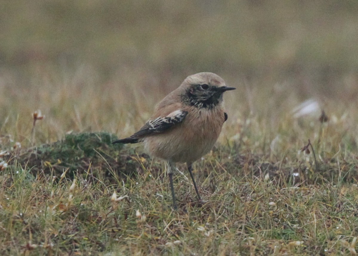 サバクヒタキ - ML497453761