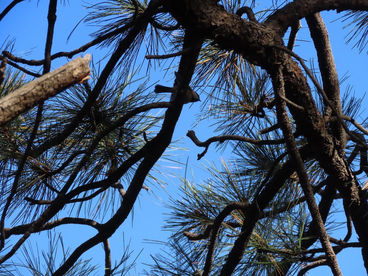 Mountain Chickadee - ML497454921