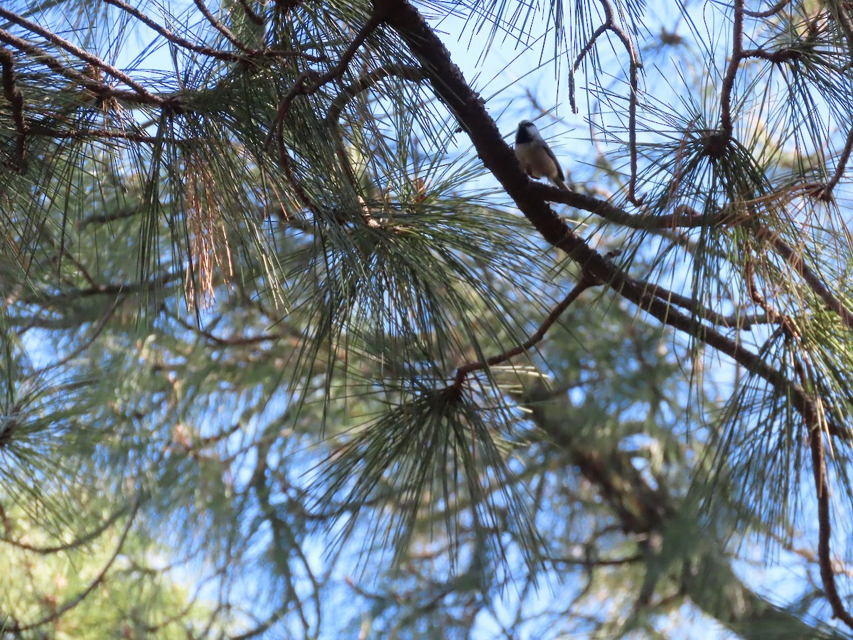 Mountain Chickadee - ML497454951
