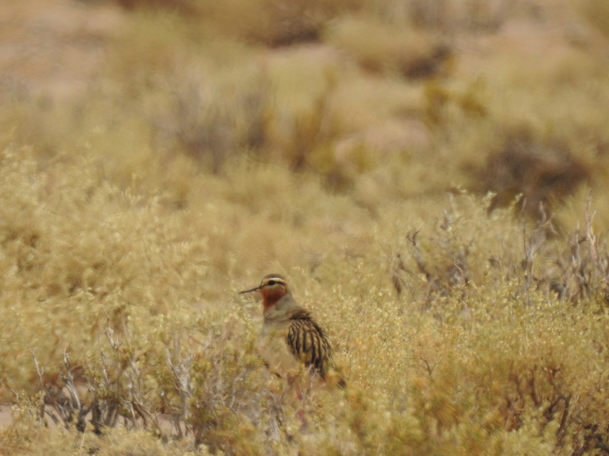 Tawny-throated Dotterel - ML497455861