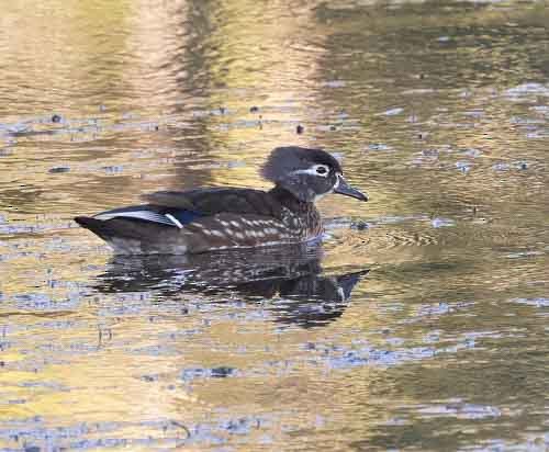 Wood Duck - ML497455931