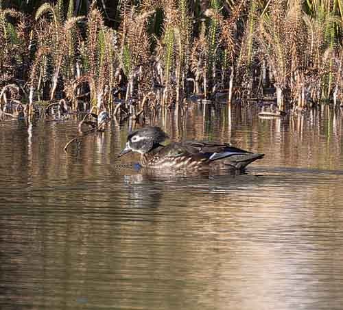 Wood Duck - ML497455941