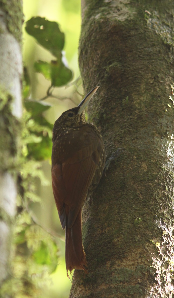 Spotted Woodcreeper - ML497455961