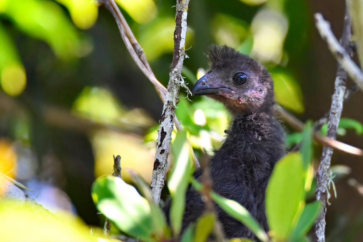 Knysna Turaco - ML497455991