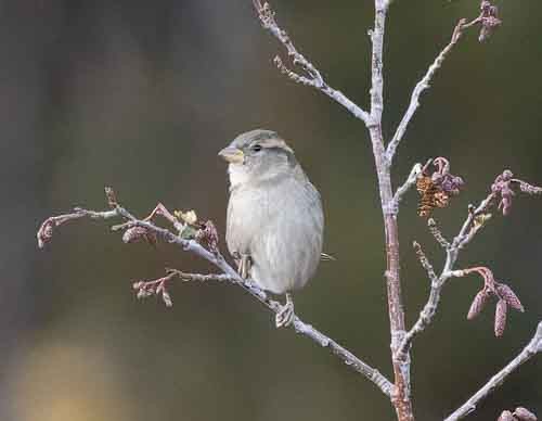 Moineau domestique - ML497456131