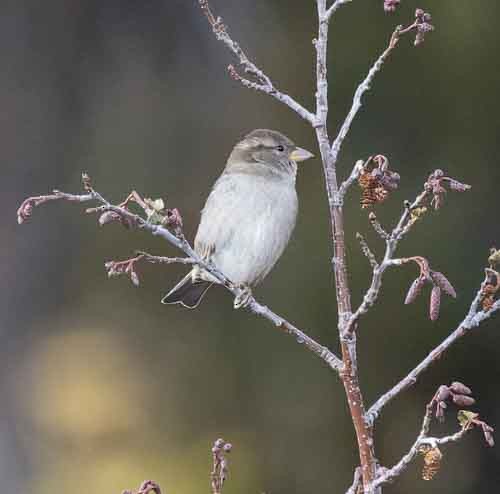 Moineau domestique - ML497456141