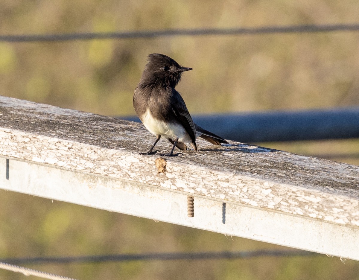 Black Phoebe - ML497456501