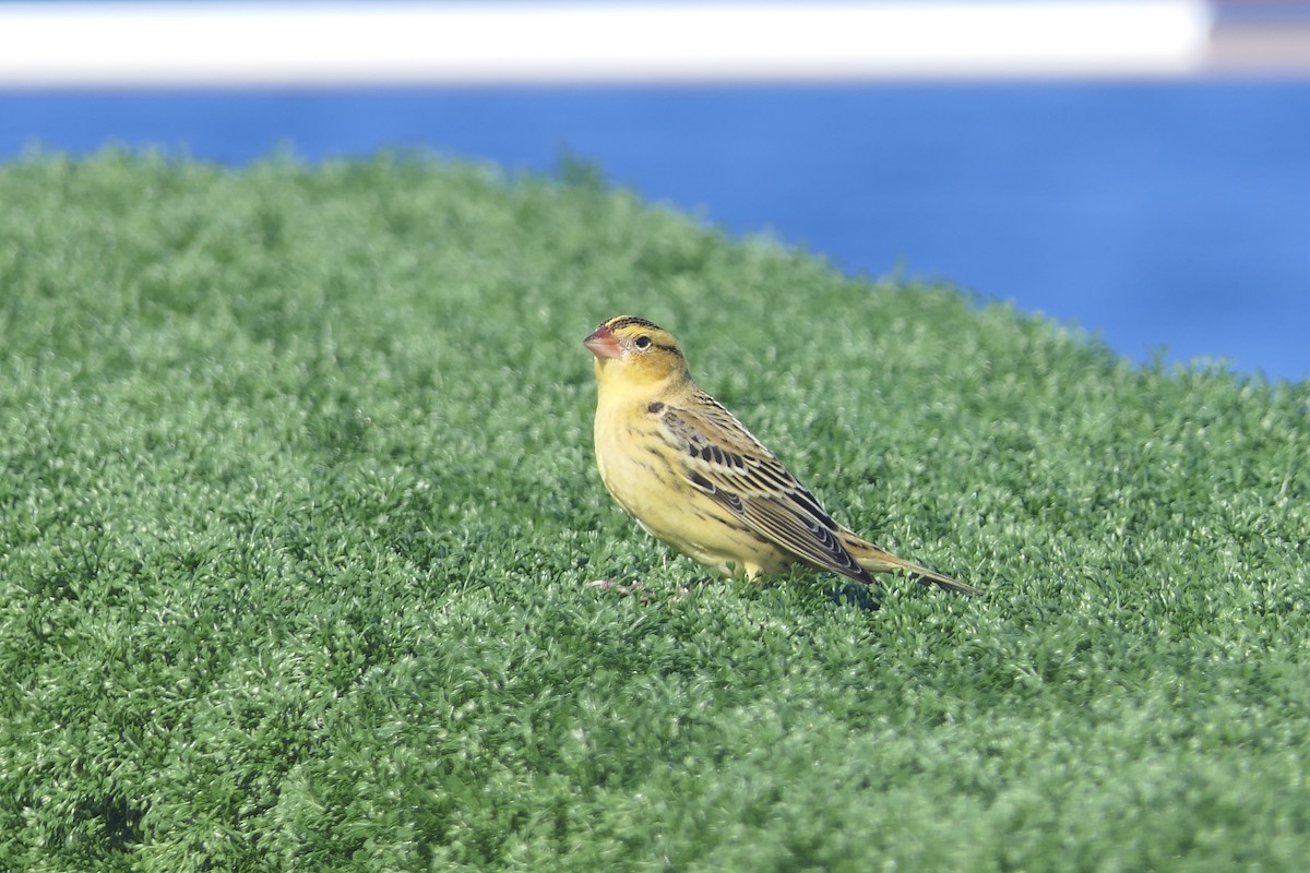 bobolink americký - ML497457051