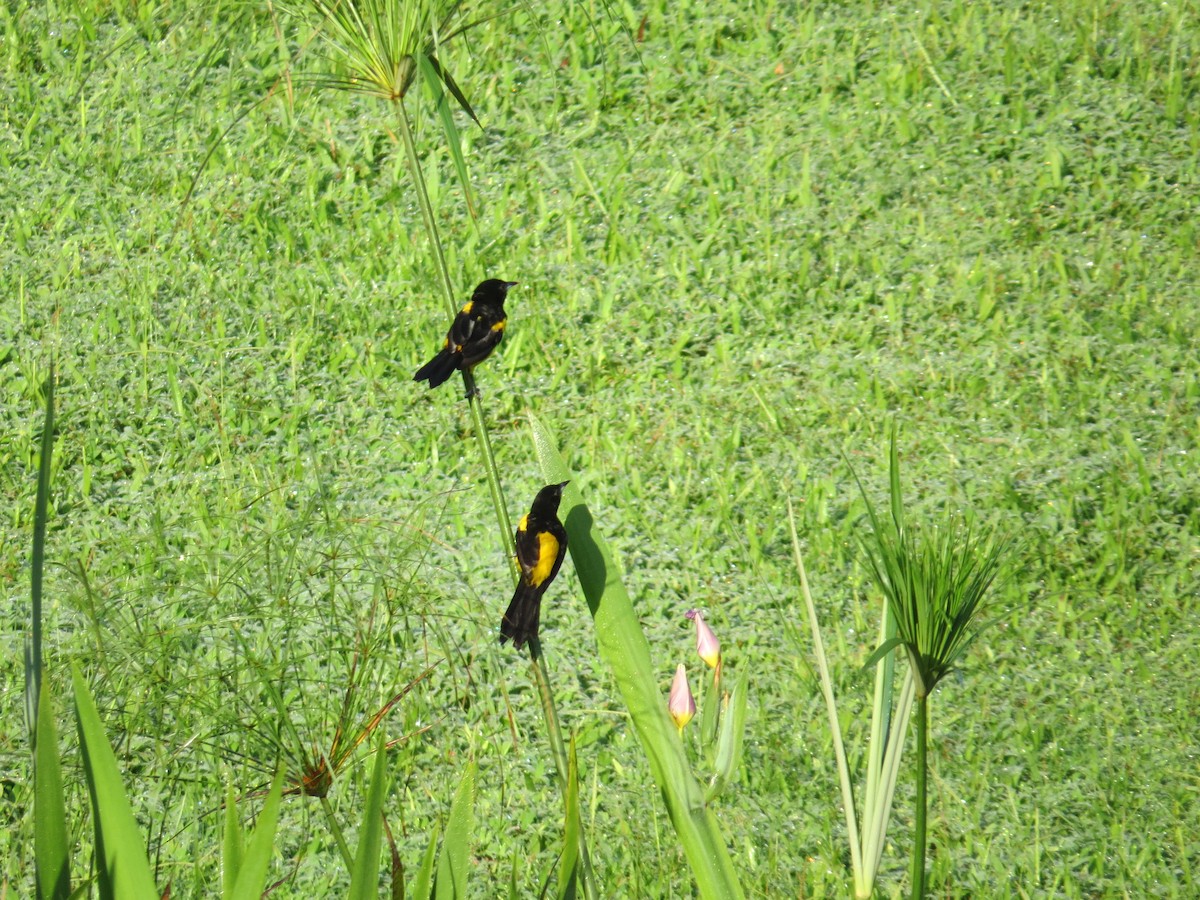 Black-cowled Oriole - ML497458951