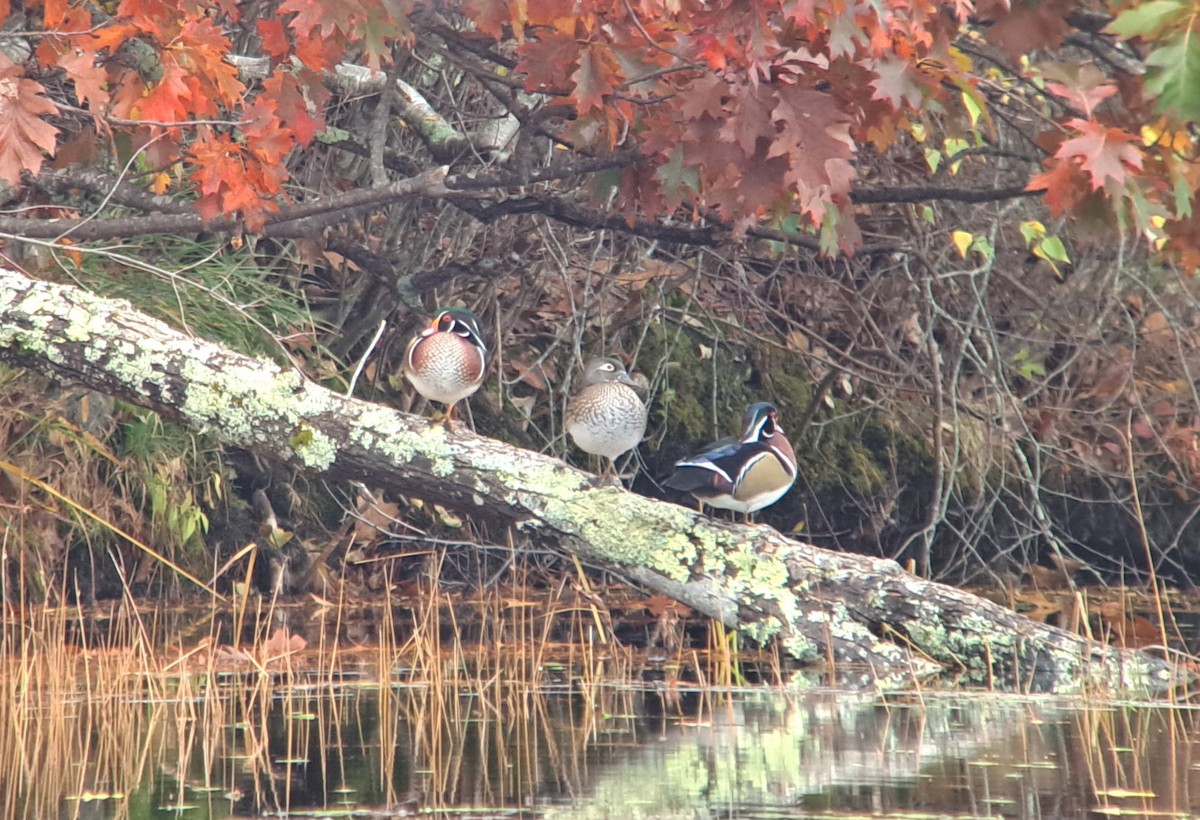 Wood Duck - ML497459111