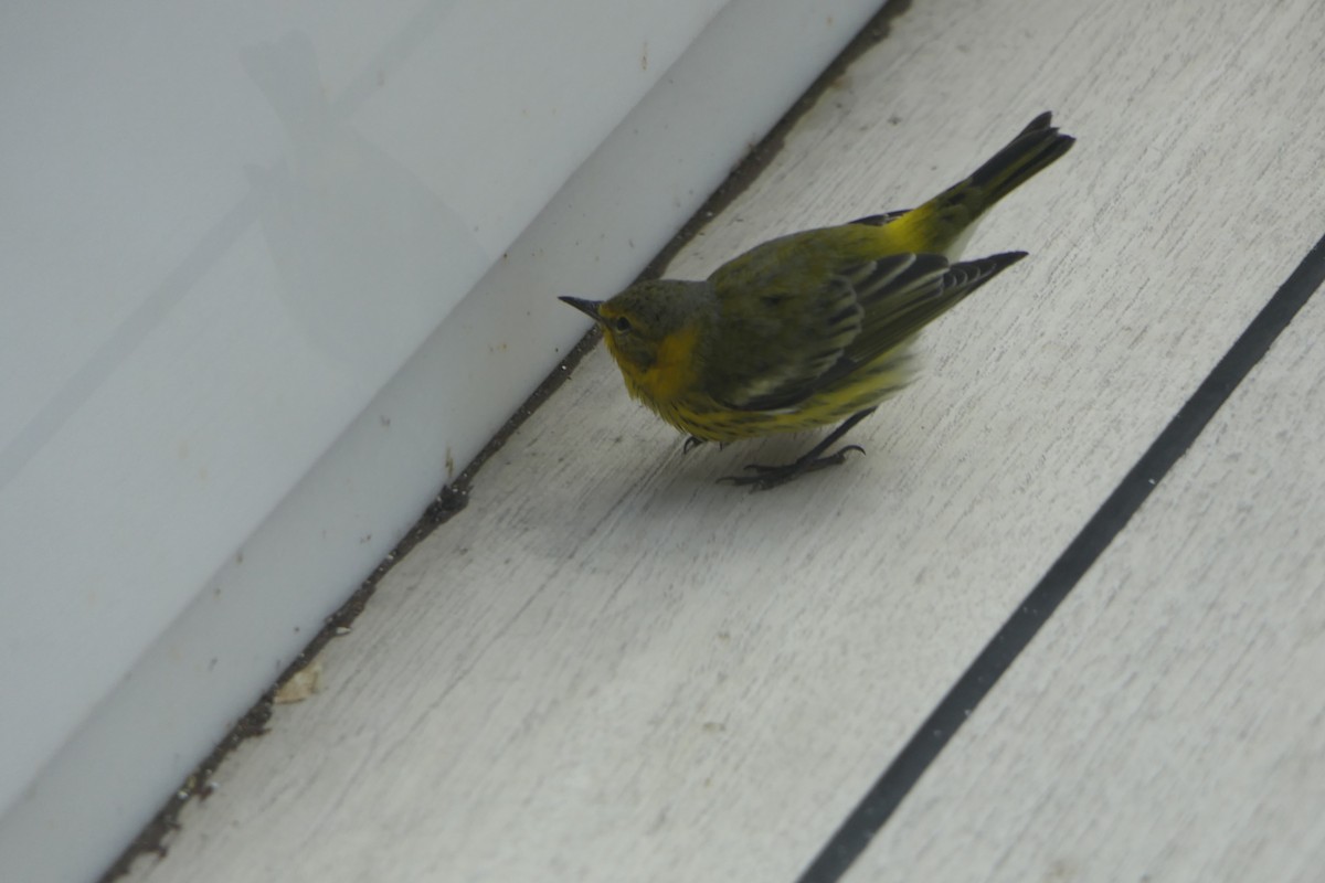 ホオアカアメリカムシクイ - ML497459471