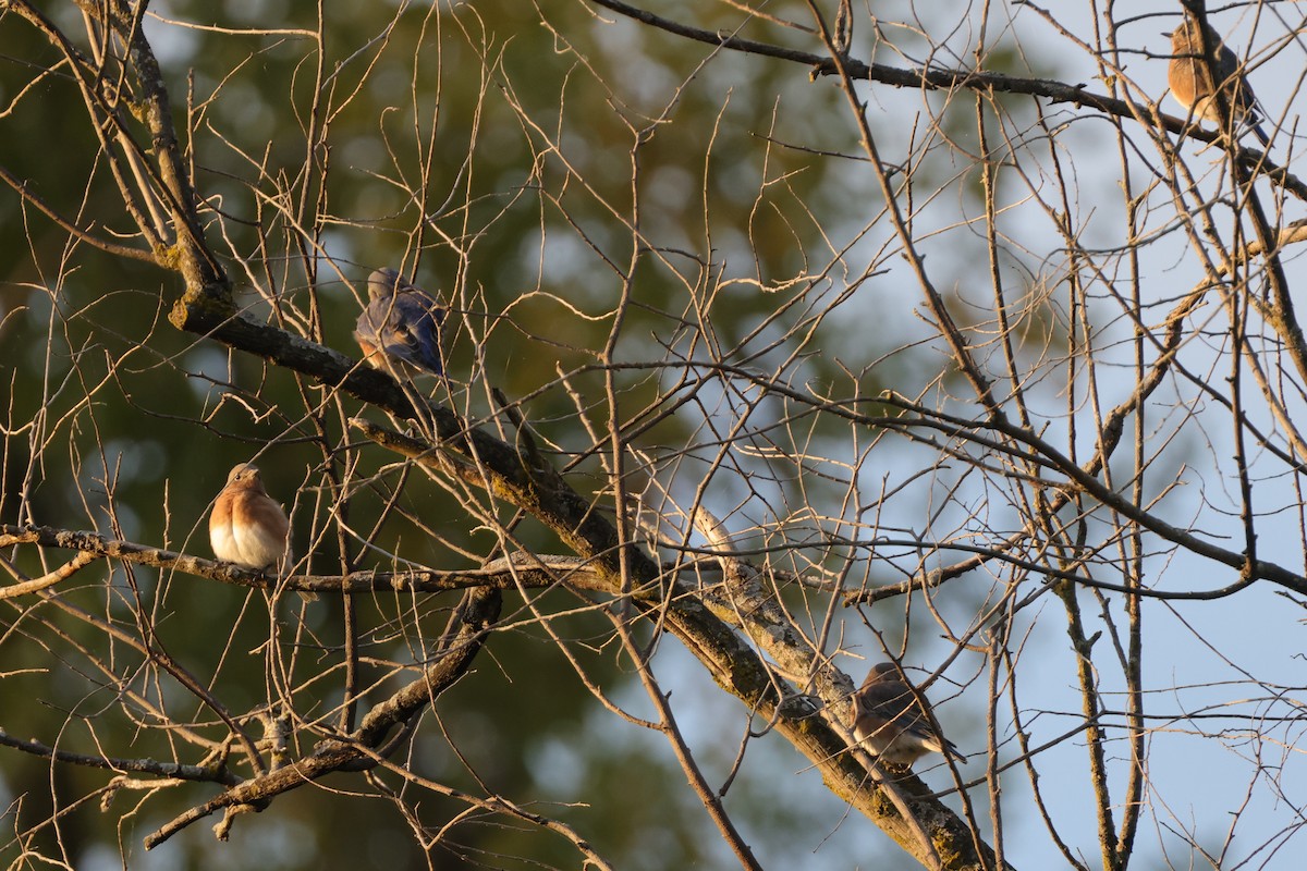 Eastern Bluebird - ML497460261